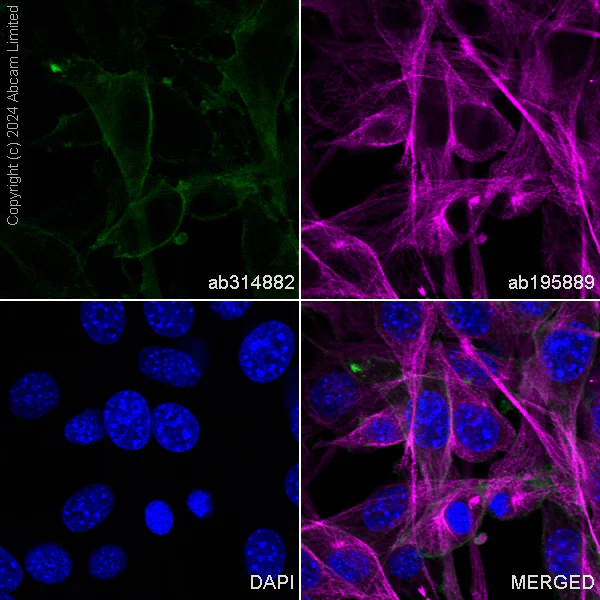Immunocytochemistry/ Immunofluorescence - Alexa Fluor® 488 Anti-CD98 antibody [EPR27111-83] (AB314882)