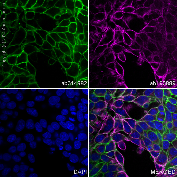 Immunocytochemistry/ Immunofluorescence - Alexa Fluor® 488 Anti-CD98 antibody [EPR27111-83] (AB314882), expandable thumbnail