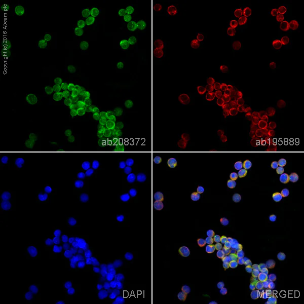 Immunocytochemistry/ Immunofluorescence - Alexa Fluor® 488 Anti-CD99 antibody [EPR3096] (AB208372)