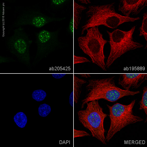 Immunocytochemistry/ Immunofluorescence - Alexa Fluor® 488 Anti-Cdc25C antibody [E302] (AB205425)