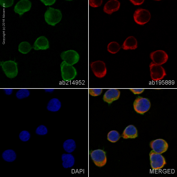Immunocytochemistry/ Immunofluorescence - Alexa Fluor® 488 Anti-CDC42 antibody [EPR15620] (AB214952)