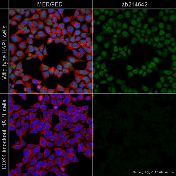 Immunocytochemistry/ Immunofluorescence - Alexa Fluor® 488 Anti-Cdk4 antibody [EPR2513Y] (AB214642), expandable thumbnail