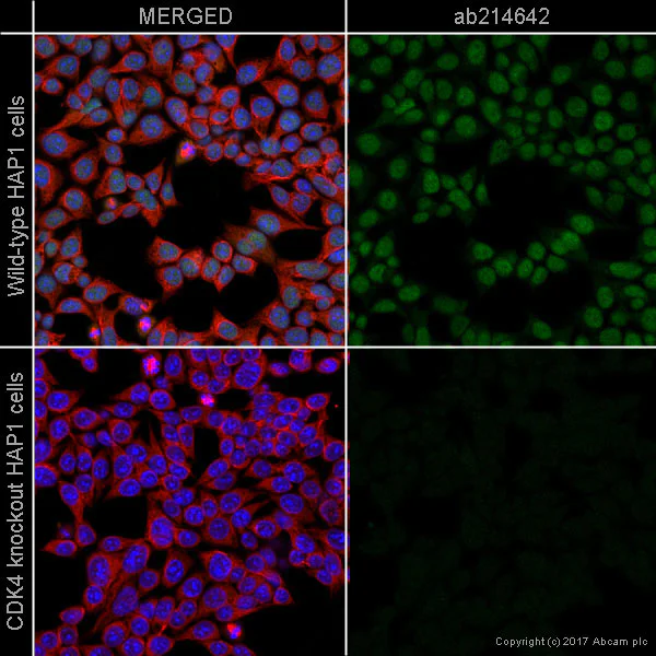 Immunocytochemistry/ Immunofluorescence - Alexa Fluor® 488 Anti-Cdk4 antibody [EPR2513Y] (AB214642)