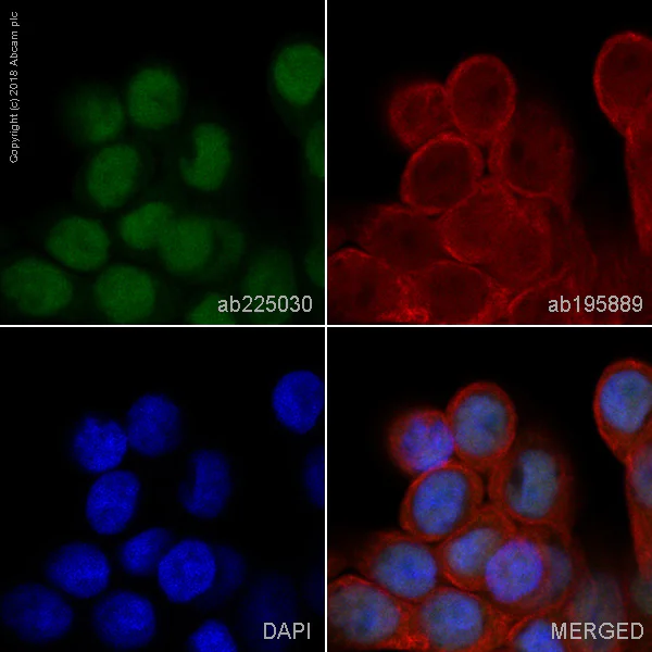 Immunocytochemistry/ Immunofluorescence - Alexa Fluor® 488 Anti-Cdk9 antibody [EPR3119Y] (AB225030)