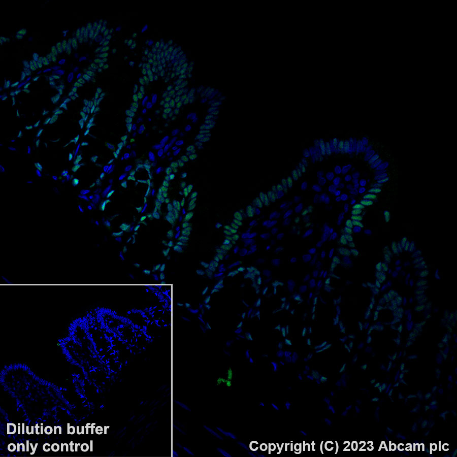Immunohistochemistry (Formalin/PFA-fixed paraffin-embedded sections) - Alexa Fluor® 488 Anti-CDX2 antibody [EPR2764Y] (AB195007), expandable thumbnail