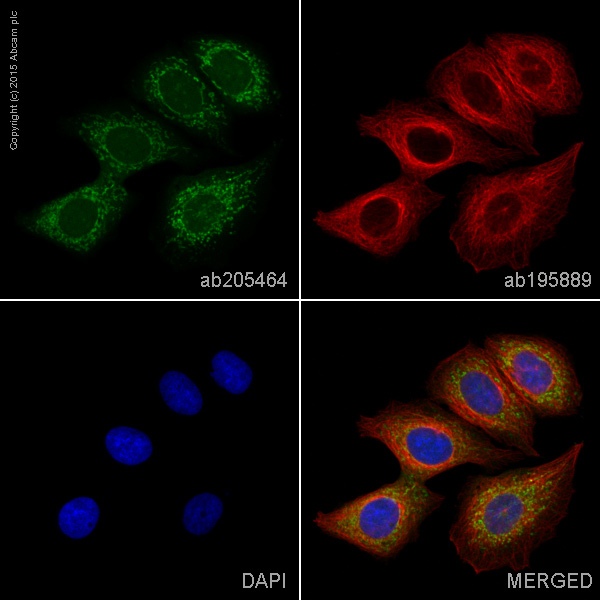 Immunocytochemistry/ Immunofluorescence - Alexa Fluor® 488 Anti-CEACAM6 antibody [EPR4403] (AB205464)