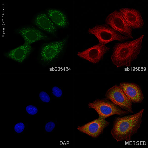 Immunocytochemistry/ Immunofluorescence - Alexa Fluor® 488 Anti-CEACAM6 antibody [EPR4403] (AB205464)
