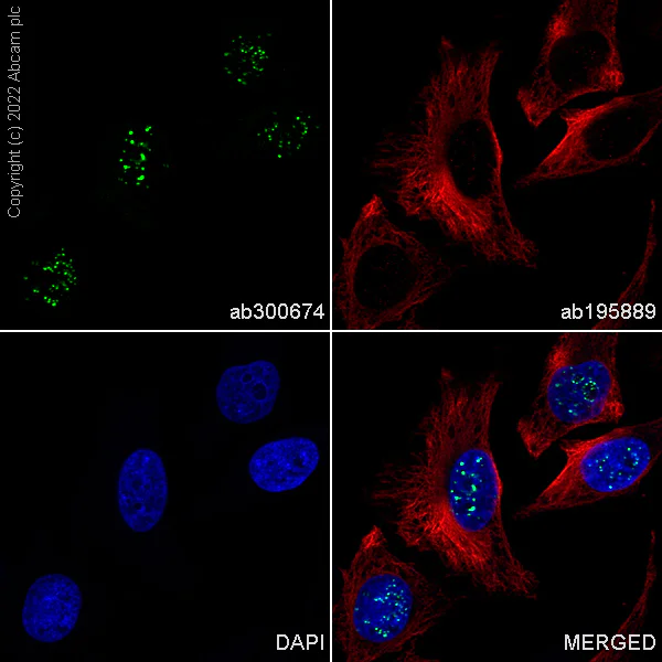 Immunocytochemistry/ Immunofluorescence - Alexa Fluor® 488 Anti-CENPB antibody [EPR24047-64] (AB300674)