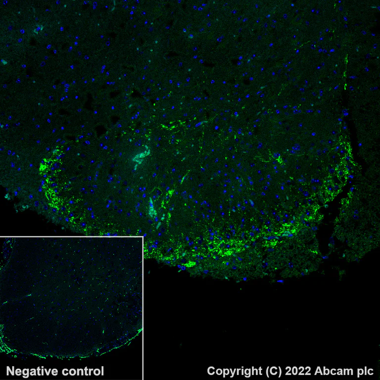 Immunohistochemistry (Formalin/PFA-fixed paraffin-embedded sections) - Alexa Fluor® 488 Anti-CGRP-I+CGRP-II antibody [EPR23804-95] (AB305115)