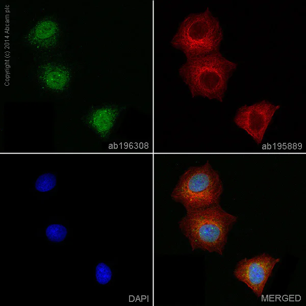 Immunocytochemistry/ Immunofluorescence - Alexa Fluor® 488 Anti-Chk1 antibody [EP691Y] (AB196308)