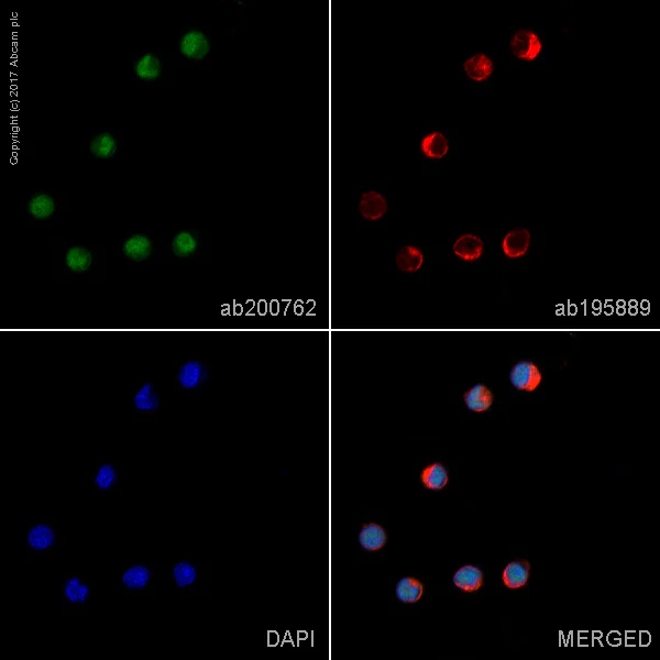Immunocytochemistry/ Immunofluorescence - Alexa Fluor® 488 Anti-Chk2 antibody [EPR4325] (AB200762)