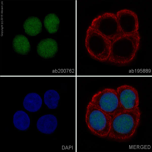 Immunocytochemistry/ Immunofluorescence - Alexa Fluor® 488 Anti-Chk2 antibody [EPR4325] (AB200762)