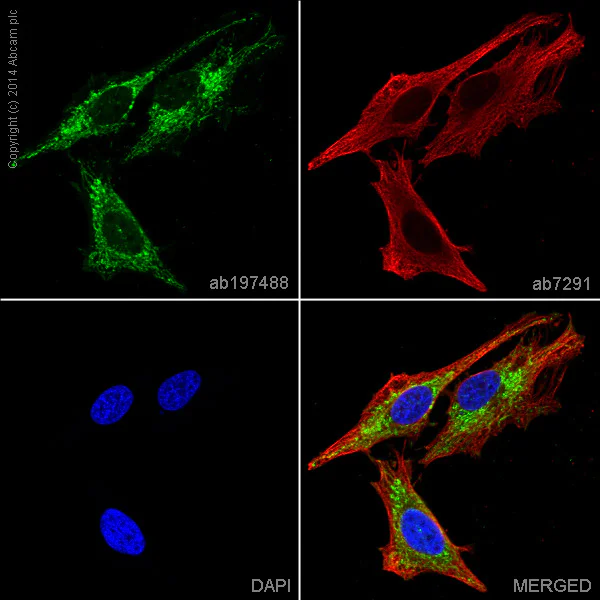 Immunocytochemistry/ Immunofluorescence - Alexa Fluor® 488 Anti-Citrate synthetase antibody [EPR8067] (AB197488)