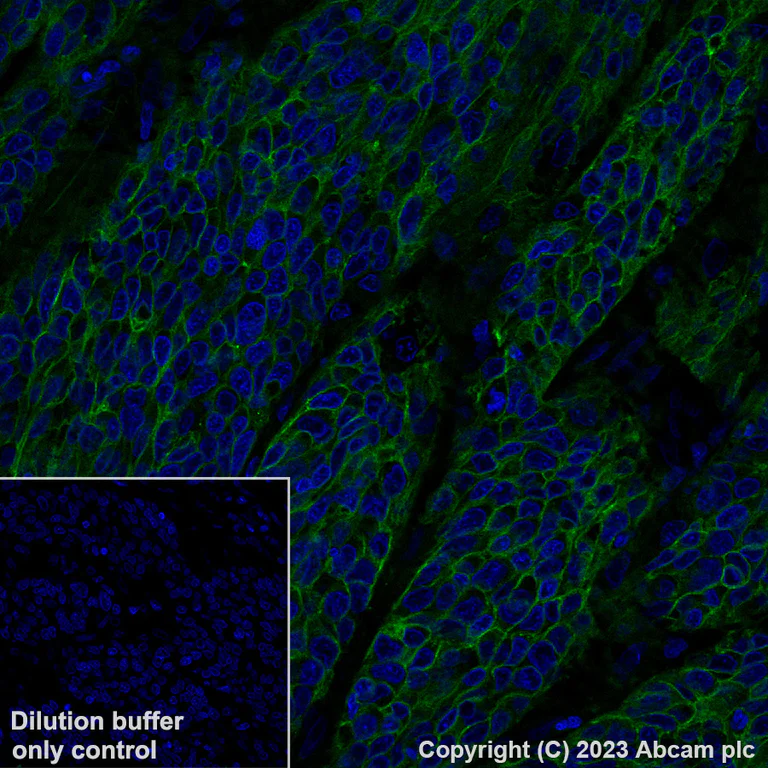 Immunohistochemistry (Formalin/PFA-fixed paraffin-embedded sections) - Alexa Fluor® 488 Anti-Claudin 1 antibody [EPR25359-48] (AB315954)