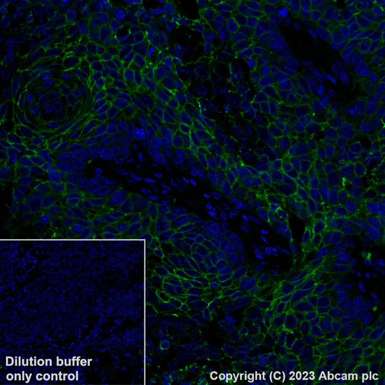 Immunohistochemistry (Formalin/PFA-fixed paraffin-embedded sections) - Alexa Fluor® 488 Anti-Claudin 1 antibody [EPR25359-48] (AB315954)