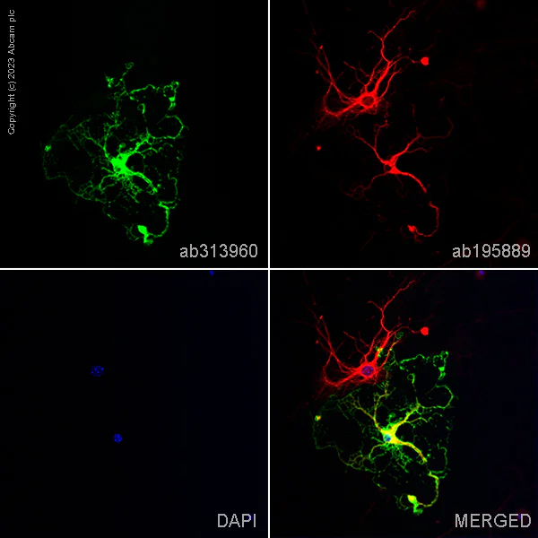 Immunocytochemistry/ Immunofluorescence - Alexa Fluor® 488 Anti-CNPase antibody [11-5B] (AB313960)