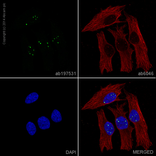 Immunocytochemistry/ Immunofluorescence - Alexa Fluor® 488 Anti-Coilin antibody [IH10] (AB197531), expandable thumbnail