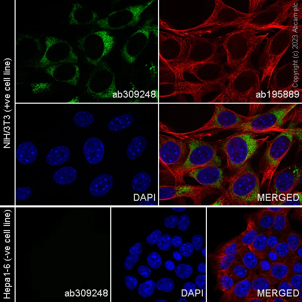 Immunocytochemistry/ Immunofluorescence - Alexa Fluor® 488 Anti-Collagen I antibody [EPR24331-53] (AB309248)