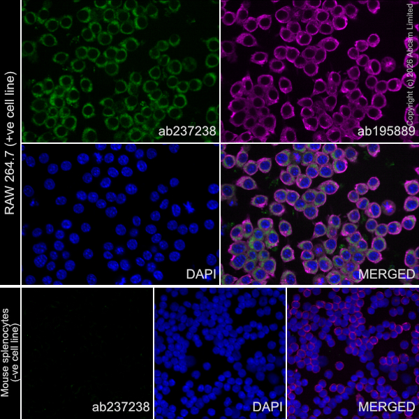 Anti-Collagen III Alexa Fluor® 488 antibody [EPR17673] (ab237238