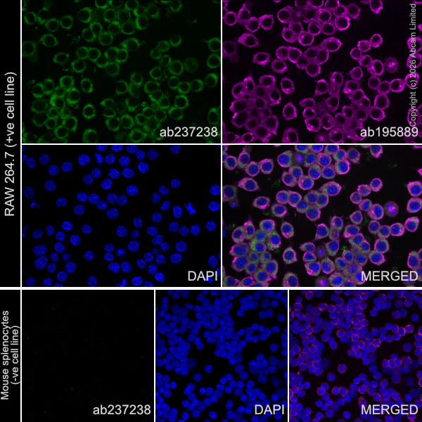Immunocytochemistry/ Immunofluorescence - Alexa Fluor® 488 Anti-Collagen III antibody [EPR17673] (AB237238)