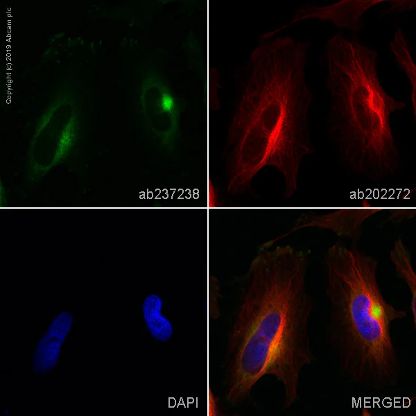 Immunocytochemistry/ Immunofluorescence - Alexa Fluor® 488 Anti-Collagen III antibody [EPR17673] (AB237238)