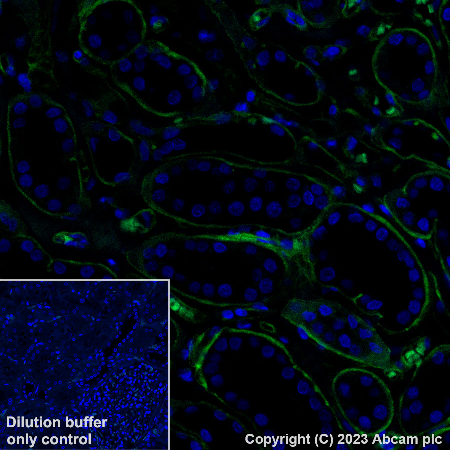Immunohistochemistry (Formalin/PFA-fixed paraffin-embedded sections) - Alexa Fluor® 488 Anti-Collagen IV antibody [EPR22911-127] (AB309502), expandable thumbnail