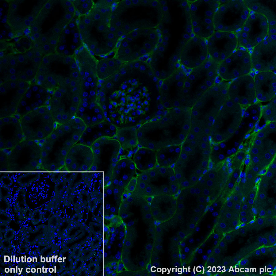Immunohistochemistry (Formalin/PFA-fixed paraffin-embedded sections) - Alexa Fluor® 488 Anti-Collagen IV antibody [EPR22911-127] (AB309502), expandable thumbnail