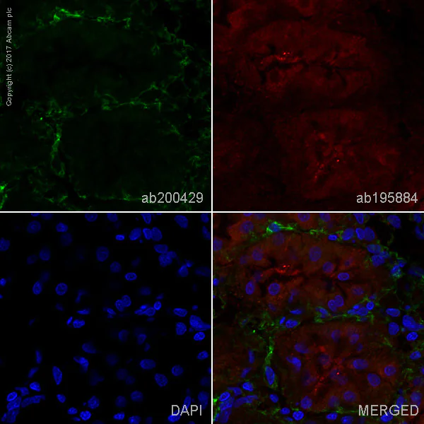 Immunohistochemistry (Frozen sections) - Alexa Fluor® 488 Anti-Collagen VI antibody [EPR17072] (AB200429)