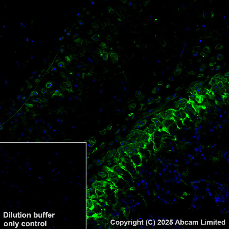 Immunohistochemistry (Formalin/PFA-fixed paraffin-embedded sections) - Alexa Fluor® 488 Anti-COMP/Cartilage oligomeric matrix protein antibody [EPR25364-6] (AB325042)