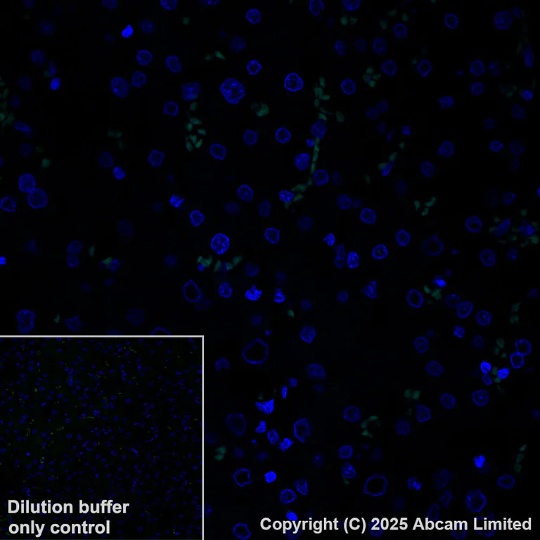 Immunohistochemistry (Formalin/PFA-fixed paraffin-embedded sections) - Alexa Fluor® 488 Anti-COMP/Cartilage oligomeric matrix protein antibody [EPR25364-6] (AB325042)
