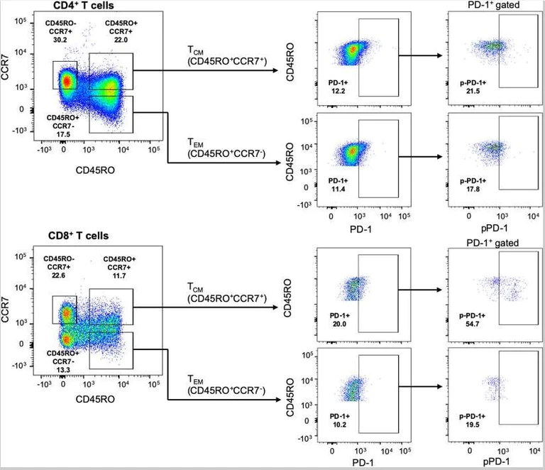 Flow Cytometry - Alexa Fluor® 488 Conjugation Kit (Fast) - Lightning-Link® (AB236553)