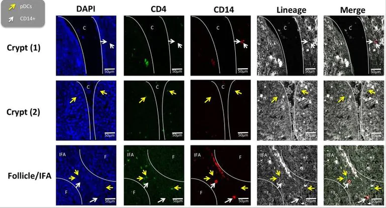 Immunohistochemistry (Frozen sections) - Alexa Fluor® 488 Conjugation Kit (Fast) - Lightning-Link® (AB236553)