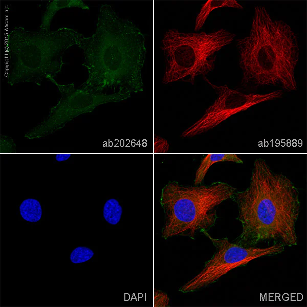 Immunocytochemistry/ Immunofluorescence - Alexa Fluor® 488 Anti-Cortactin antibody [EP1922Y] (AB202648)