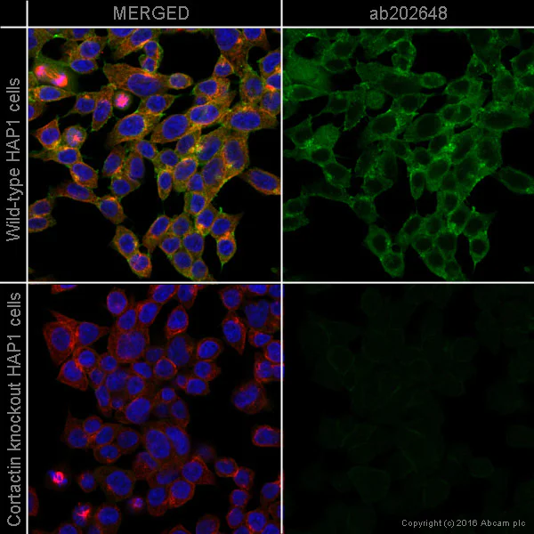 Immunocytochemistry/ Immunofluorescence - Alexa Fluor® 488 Anti-Cortactin antibody [EP1922Y] (AB202648)