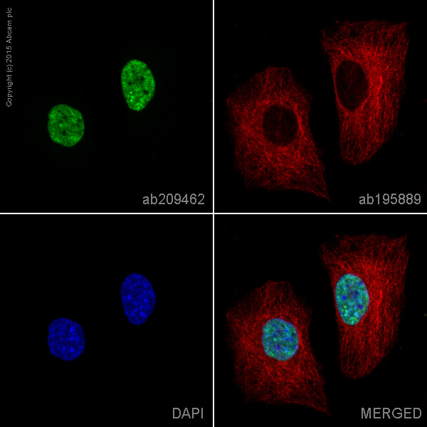 Immunocytochemistry/ Immunofluorescence - Alexa Fluor® 488 Anti-COUP TF1 antibody [EPR10841] (AB209462), expandable thumbnail