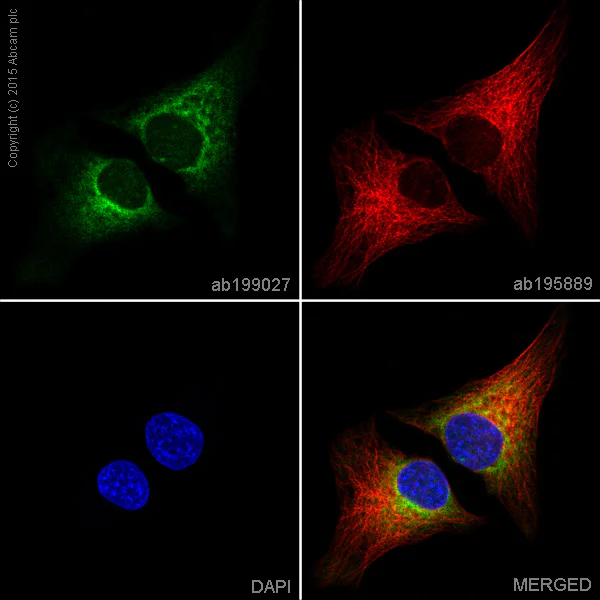 Immunocytochemistry/ Immunofluorescence - Alexa Fluor® 488 Anti-COX1 / Cyclooxygenase 1 antibody [EPR5866] (AB199027)