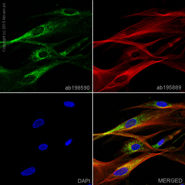 Immunocytochemistry/ Immunofluorescence - Alexa Fluor® 488 Anti-COX4 + COX4L2 antibody [10G8D12C12] (AB198590), expandable thumbnail