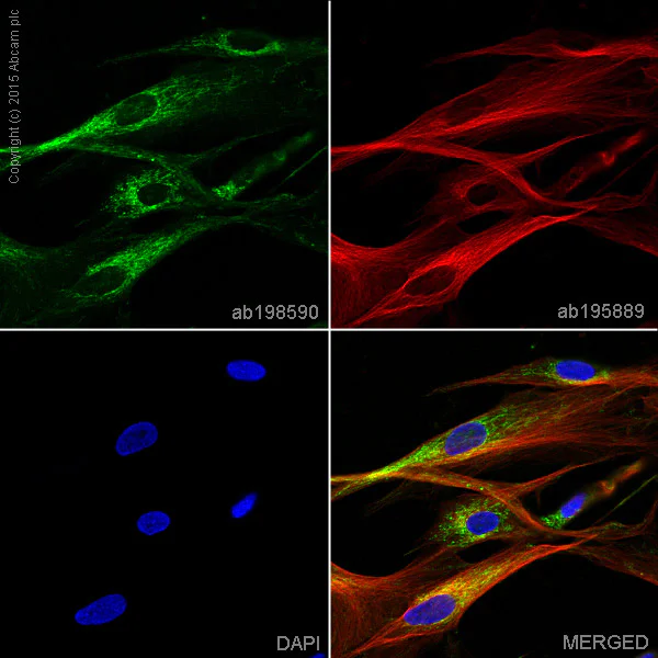 Immunocytochemistry/ Immunofluorescence - Alexa Fluor® 488 Anti-COX4 + COX4L2 antibody [10G8D12C12] - Mitochondrial Marker (AB198590)