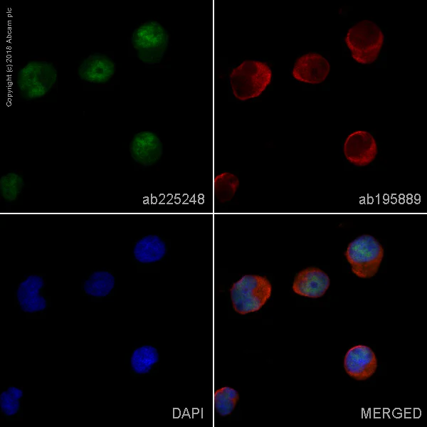Immunocytochemistry/ Immunofluorescence - Alexa Fluor® 488 Anti-CPSF6 antibody [EPR12898] (AB225248)
