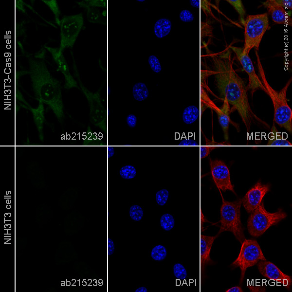 Immunocytochemistry/ Immunofluorescence - Alexa Fluor® 488 Anti-CRISPR-Cas9 antibody [EPR18991] (AB215239)
