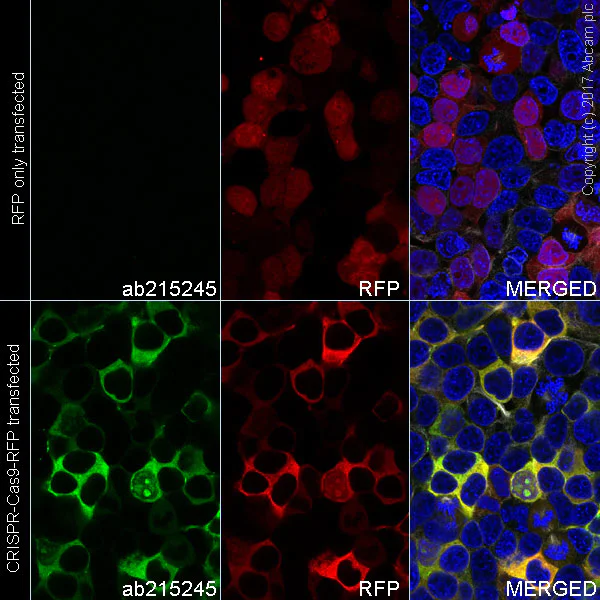Immunocytochemistry/ Immunofluorescence - Alexa Fluor® 488 Anti-CRISPR-Cas9 antibody [EPR19620] (AB215245)