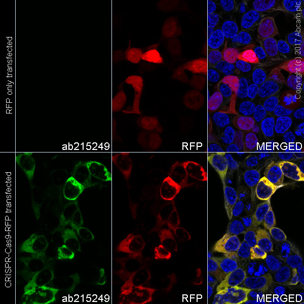Immunocytochemistry/ Immunofluorescence - Alexa Fluor® 488 Anti-CRISPR-Cas9 antibody [EPR19799] (AB215249)