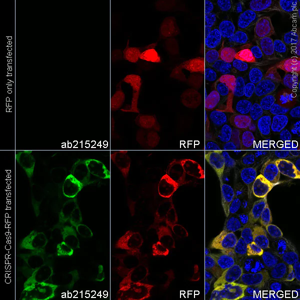 Immunocytochemistry/ Immunofluorescence - Alexa Fluor® 488 Anti-CRISPR-Cas9 antibody [EPR19799] (AB215249)
