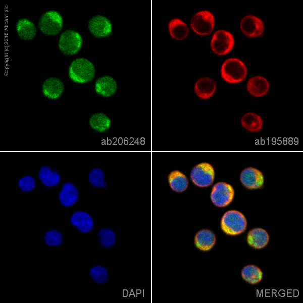 Immunocytochemistry/ Immunofluorescence - Alexa Fluor® 488 Anti-CRTC3 antibody [EPR3440] (AB206248), expandable thumbnail