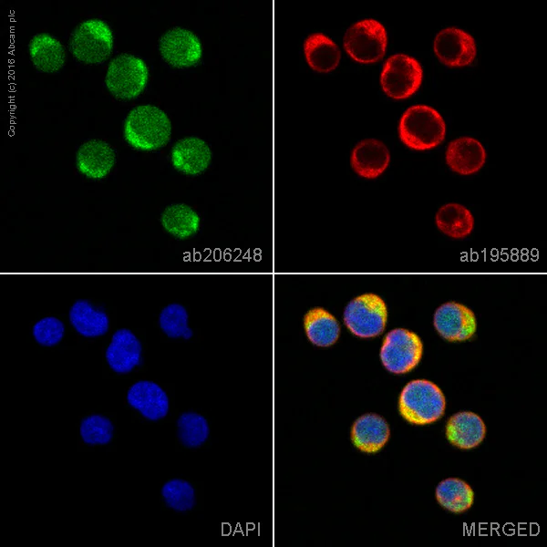 Immunocytochemistry/ Immunofluorescence - Alexa Fluor® 488 Anti-CRTC3 antibody [EPR3440] (AB206248)