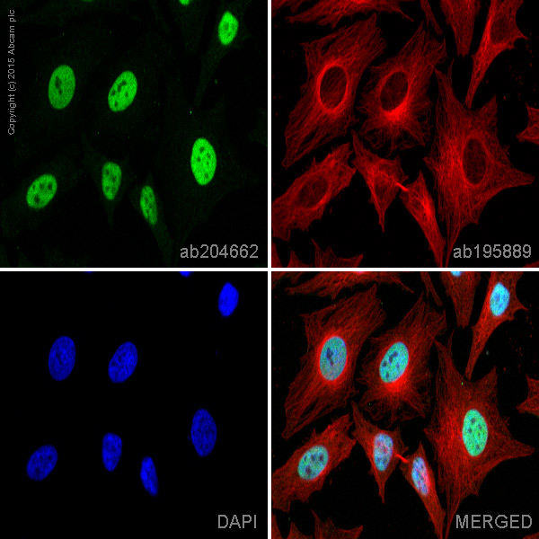 Immunocytochemistry/ Immunofluorescence - Alexa Fluor® 488 Anti-CTBP2 antibody [EPR7611(B)] (AB204662), expandable thumbnail