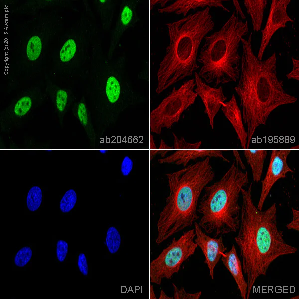 Immunocytochemistry/ Immunofluorescence - Alexa Fluor® 488 Anti-CTBP2 antibody [EPR7611(B)] (AB204662)
