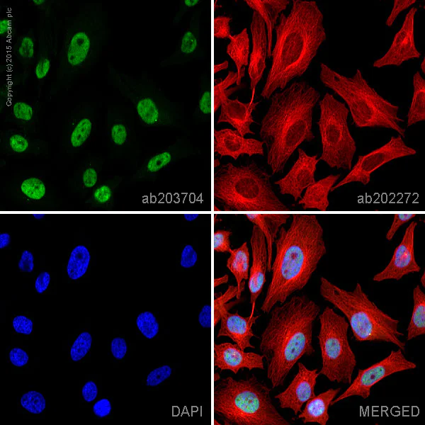 Immunocytochemistry/ Immunofluorescence - Alexa Fluor® 488 Anti-CTCF antibody [EPR7314(B)] (AB203704)