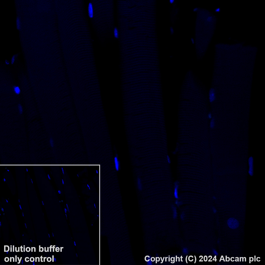 Immunohistochemistry (Formalin/PFA-fixed paraffin-embedded sections) - Alexa Fluor® 488 Anti-Cubilin antibody [EPR16259-27] - C-terminal (AB318235), expandable thumbnail