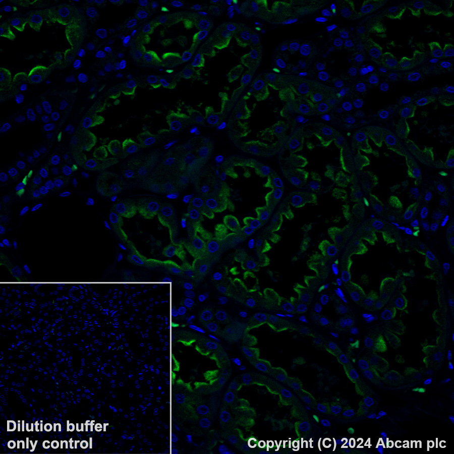Immunohistochemistry (Formalin/PFA-fixed paraffin-embedded sections) - Alexa Fluor® 488 Anti-Cubilin antibody [EPR16259-27] - C-terminal (AB318235), expandable thumbnail
